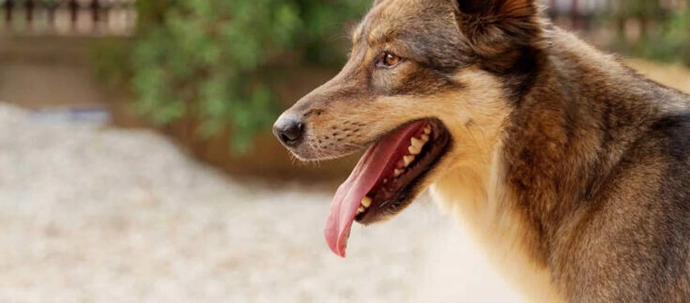 Αγρίνιο: Δύο περιστατικά με επιθέσεις σκύλων σε πολίτες